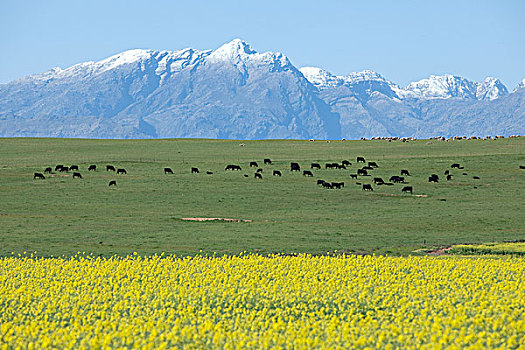 芸苔,地点,家牛,家羊,西海角,南非