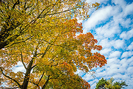 树,彩色,叶子,秋天