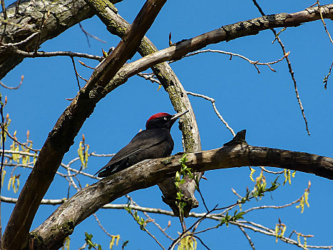 黑啄木鸟,寻找,昆虫