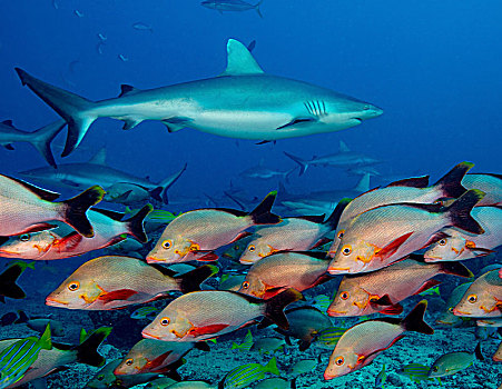 海洋生物,鱼,水,南方,太平洋,灰礁鲨,驼背,红鲷鱼,鱼群