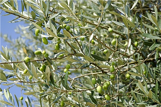 背景,橄榄树
