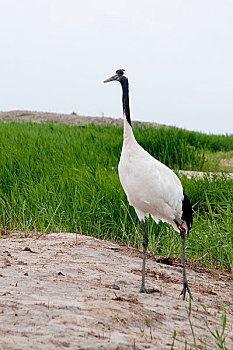 黑龙江齐齐哈尔扎龙湿地里的丹顶鹤