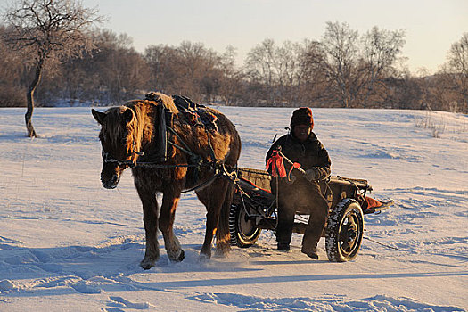 雪地中的马车