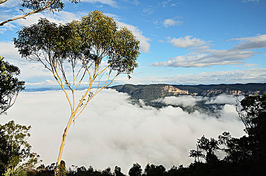 晨雾,湖,保护区,新南威尔士,澳大利亚