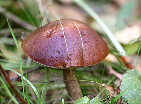 褐色,帽,牛肝菌,蘑菇,树林
