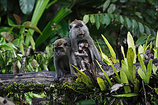 长尾,短尾猿,食蟹猴,成年,婆罗洲,马来西亚