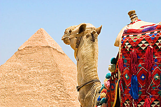 骆驼,靠近,金字塔,吉萨金字塔,埃及