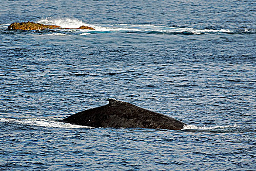 驼背鲸,大翅鲸属,鲸鱼,岛屿,靠近,索科罗镇,群岛,墨西哥
