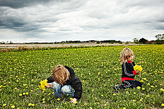两个男孩,摘花,瑞典