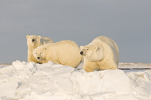 北极熊,母熊,两个,幼兽,走,冰冻,向上,岛屿,区域,北极圈,国家野生动植物保护区,阿拉斯加