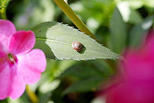 小,蜗牛,叶子