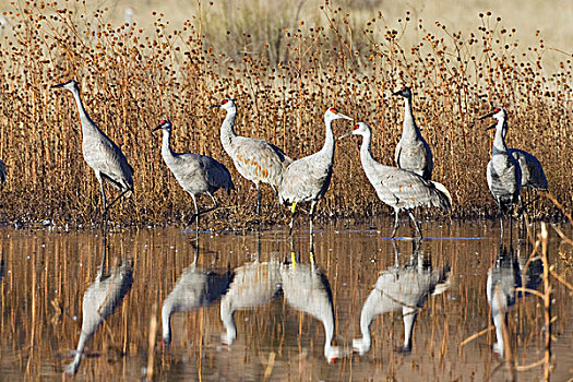沙丘鹤,水,反射,野生动植物保护区,新墨西哥,北美,美国