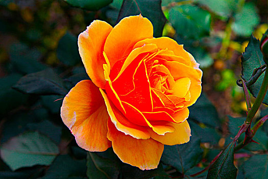 特写,橙色,玫瑰花