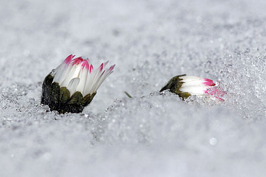 雏菊,雪,冬天,春天