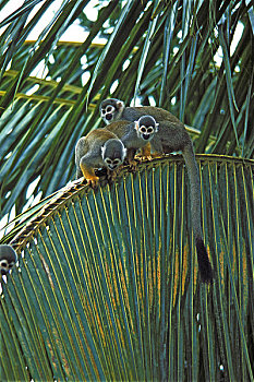 亚马逊河,秘鲁,松鼠猴,林冠层