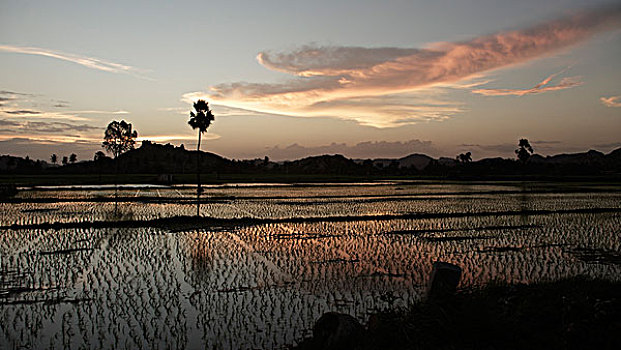 稻米,培育