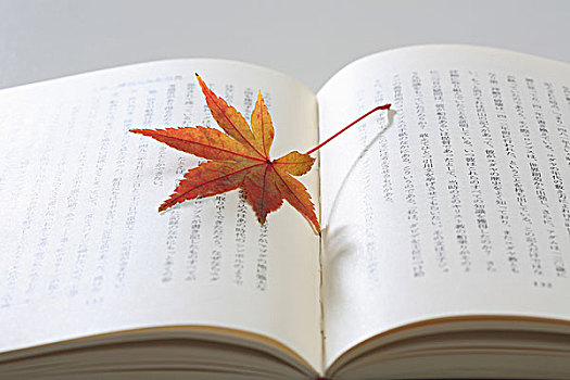 maple,bookmark