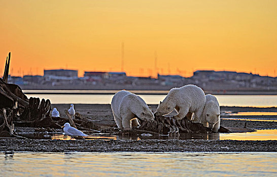 三个,北极熊,吃,骨骼,鲸,砾石,岛屿,日落,后面,爱斯基摩,住宅区,波弗特,海洋,北冰洋,阿拉斯加,美国,北美
