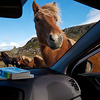 冰岛马,马,看,汽车,半岛,冰岛,欧洲