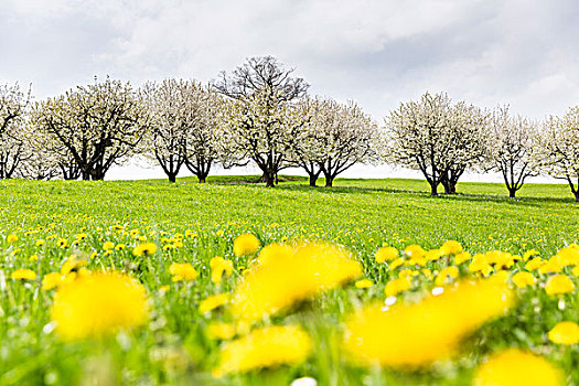 花,樱桃树,草地,满,蒲公英,西洋蒲公英,春天,巴塞尔,瑞士,阿尔卑斯山