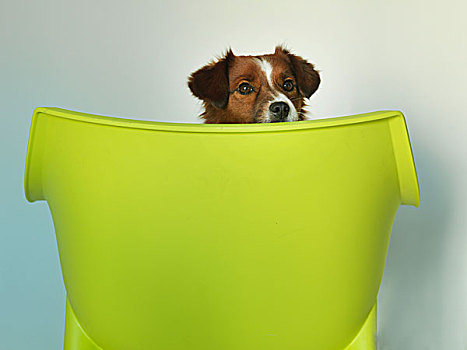 狗,绿色,椅子