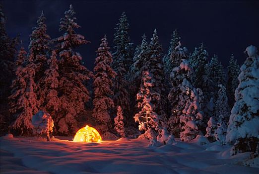 灯光,帐蓬,圣诞灯光,阿拉斯加,冬天,景色