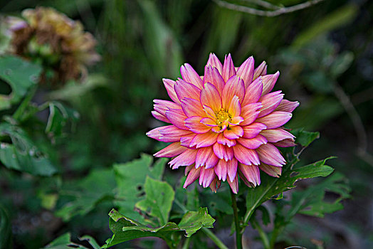 大丽花花卉