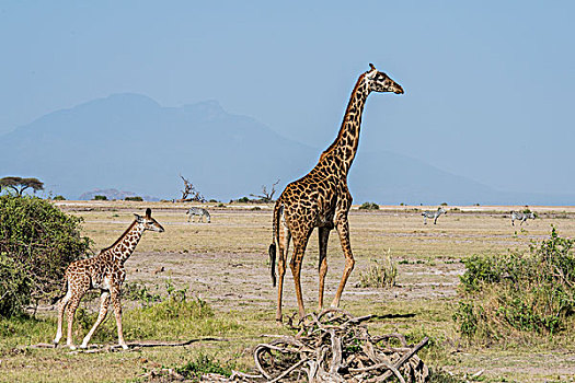 非洲,肯尼亚,户外,安伯塞利国家公园,马萨伊人,长颈鹿,马赛长颈鹿,大幅,尺寸