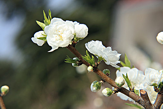 碧桃,千叶桃花,桃花,白色碧桃