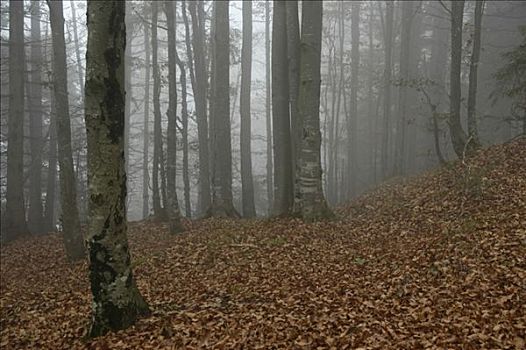 十一月,白天,薄雾,山毛榉,树林,靠近,瓦尔幸湖,上巴伐利亚,德国