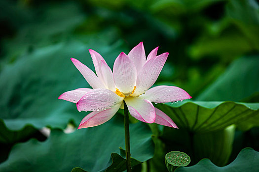 绽放的雨荷,rainy,lotus,blossoming