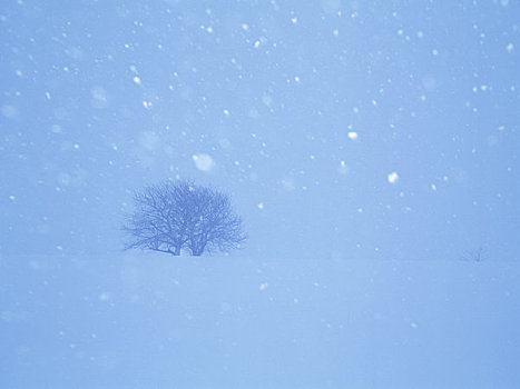 相似,树,雪原