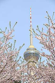 中央电视塔樱花