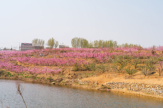 山东蒙阴桃花