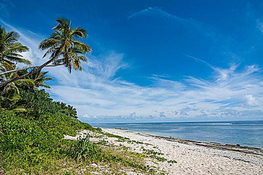 棕榈树,海滩,汤加,南太平洋