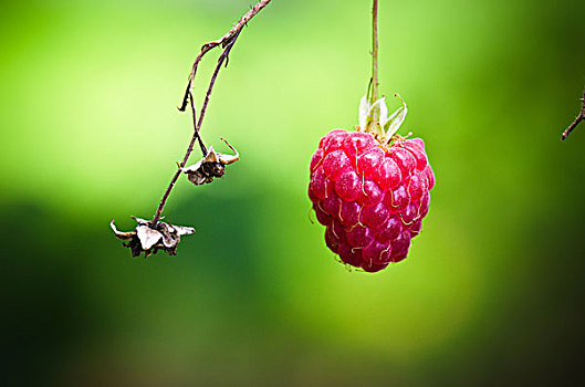 浆果,树莓,花园,特写