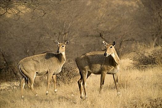鹿,水鹿,伦滕波尔国家公园,拉贾斯坦邦,印度