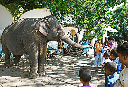 人,喂食,神圣,大象,庙宇,布鲁维拉,西部,省,斯里兰卡,亚洲
