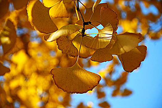 公园里秋天金黄色的银杏叶特写
