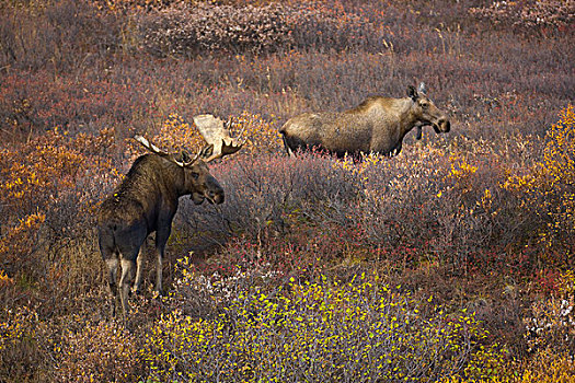 阿拉斯加,驼鹿,雄性,女性,苔原,饲养,季节,德纳里峰国家公园