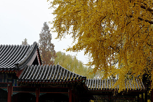 北京中山公园银杏叶一片金黄