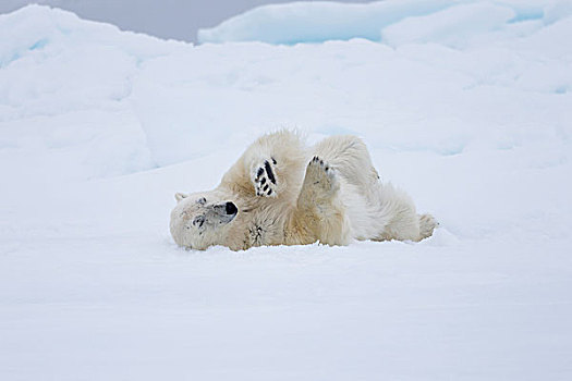 挪威,斯瓦尔巴特群岛,浮冰,北极熊,清洁,毛皮