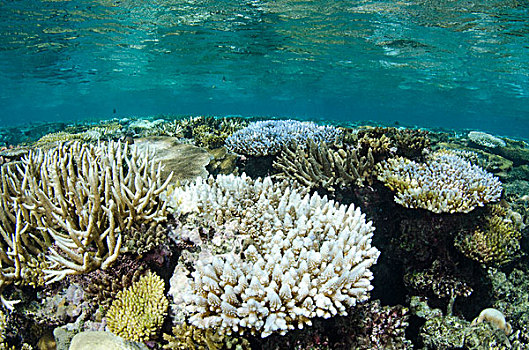 珊瑚,斐济