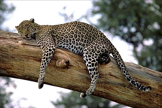 豹,坦桑尼亚