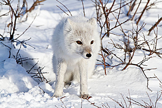 北极狐,雪中,冬天,丘吉尔市,野生动物,管理,区域,加拿大