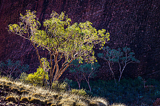 山谷,风,奥尔加,卡塔曲塔,乌卢鲁卡塔曲塔国家公园,北领地州,澳大利亚