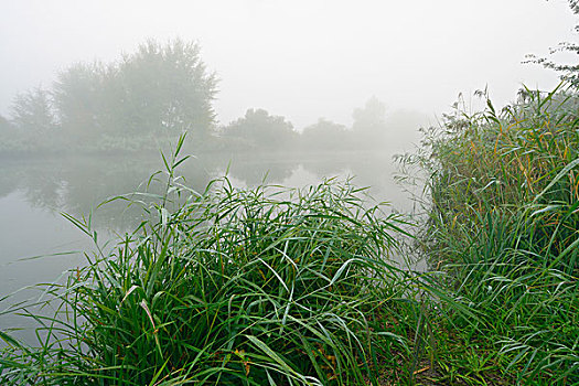湖,芦苇,晨雾,黑森州,德国