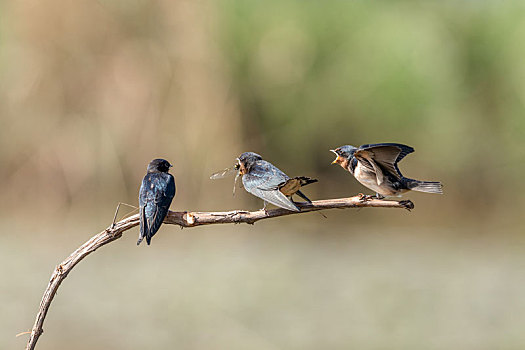 春天里,燕子在枝头给雏鸟喂食