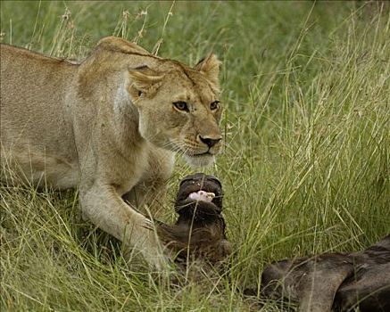 狮子,猎捕,雌狮,保护,杀,西部,走廊,塞伦盖蒂,坦桑尼亚