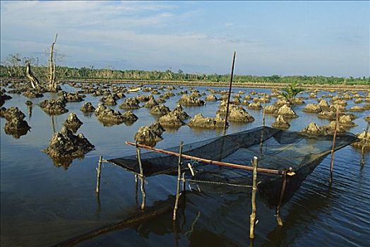 黑色,老虎虾,农场,三角洲,红树林,树林,毁坏,农事,2001年,东方,加里曼丹,印度尼西亚